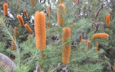 Banksia ‘Giant Candles’