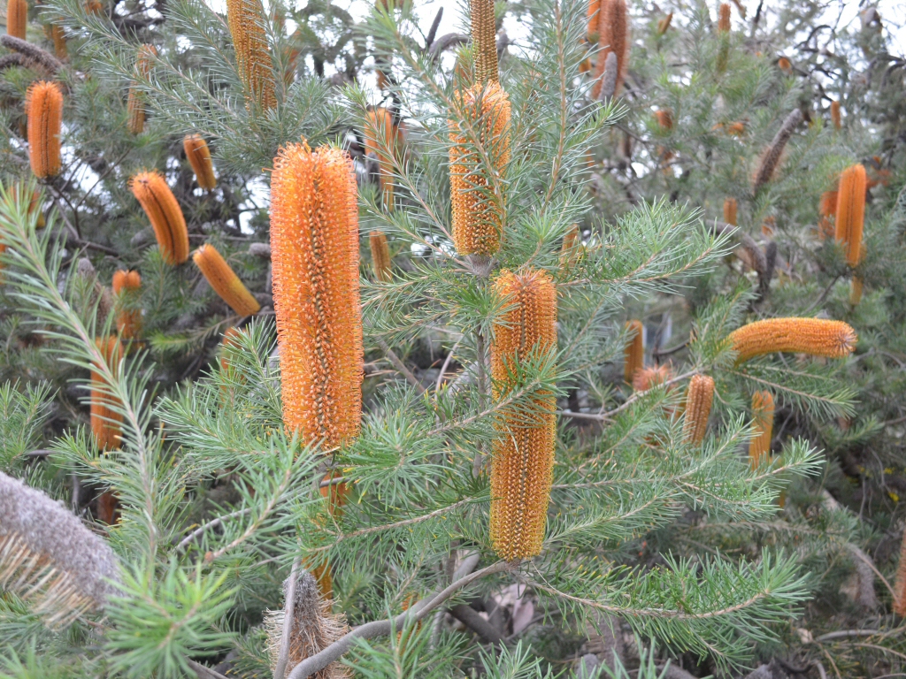 Banksia 'Giant candles'