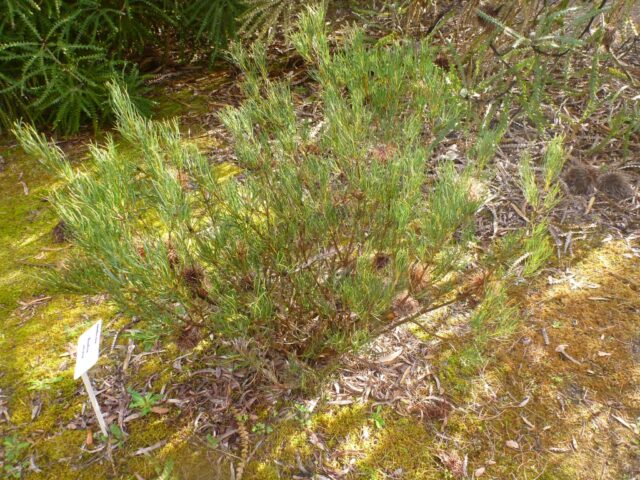 Banksia incana – Hoary Banksia | Gardening With Angus