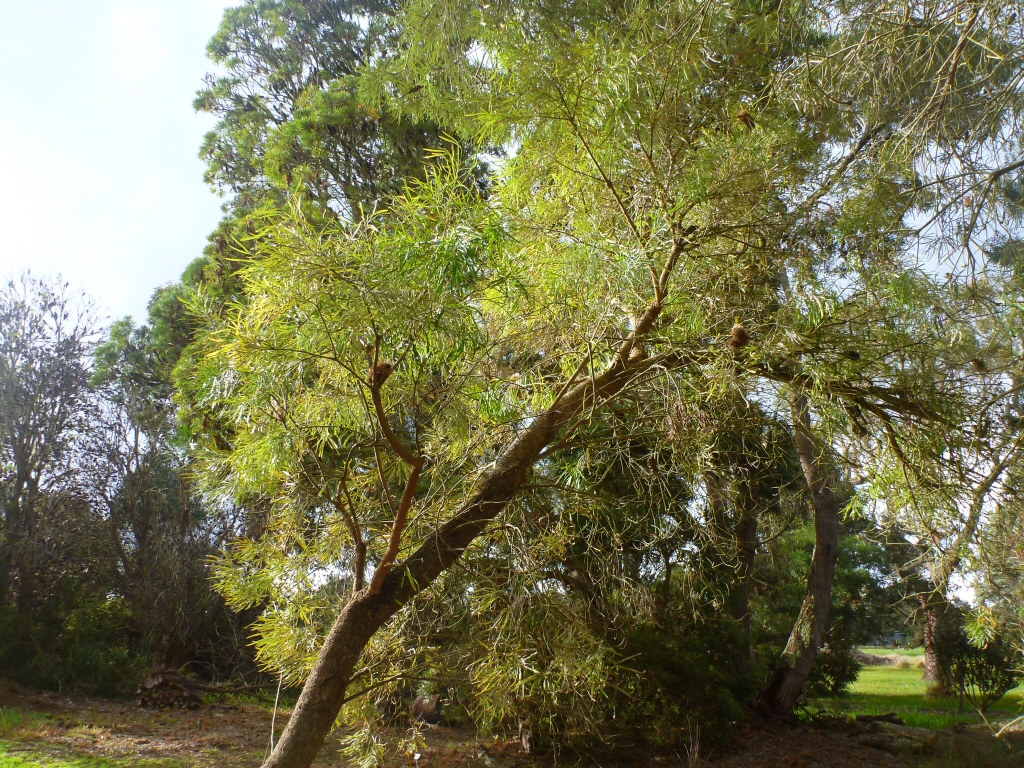 Banksia littoralis - Swamp banksia