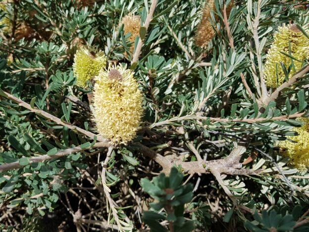 Banksia marginata ‘Minimarg’ | Gardening With Angus