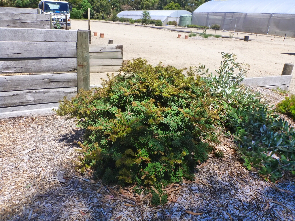 Banksia marginata silver banksia 'Mini Marg'