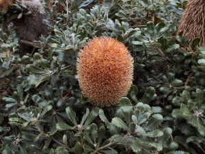 Banksia media - golden stalk banksia