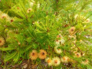 Banksia meisneri - Scott River banksia