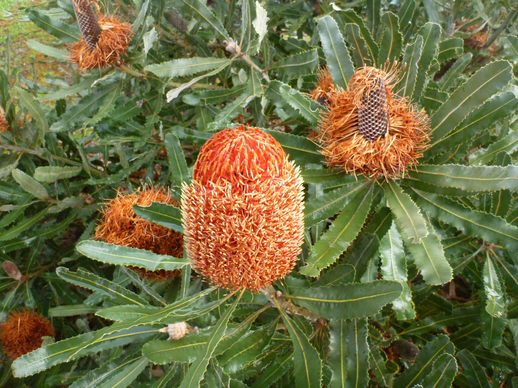 Banksia menziesii has large orange nectar rich flowers