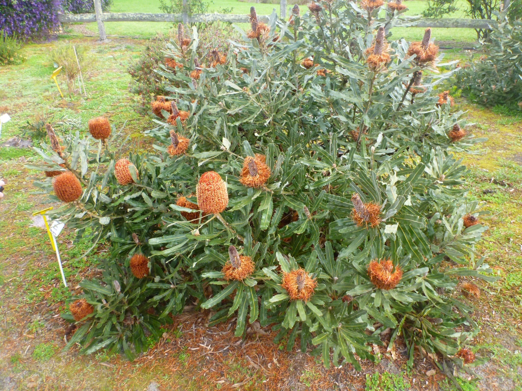 Banksia menziesii has large orange nectar rich flowers