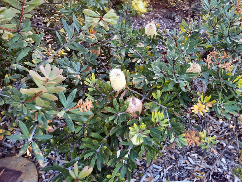 Banksia oblongifolia - fern leaf banksia