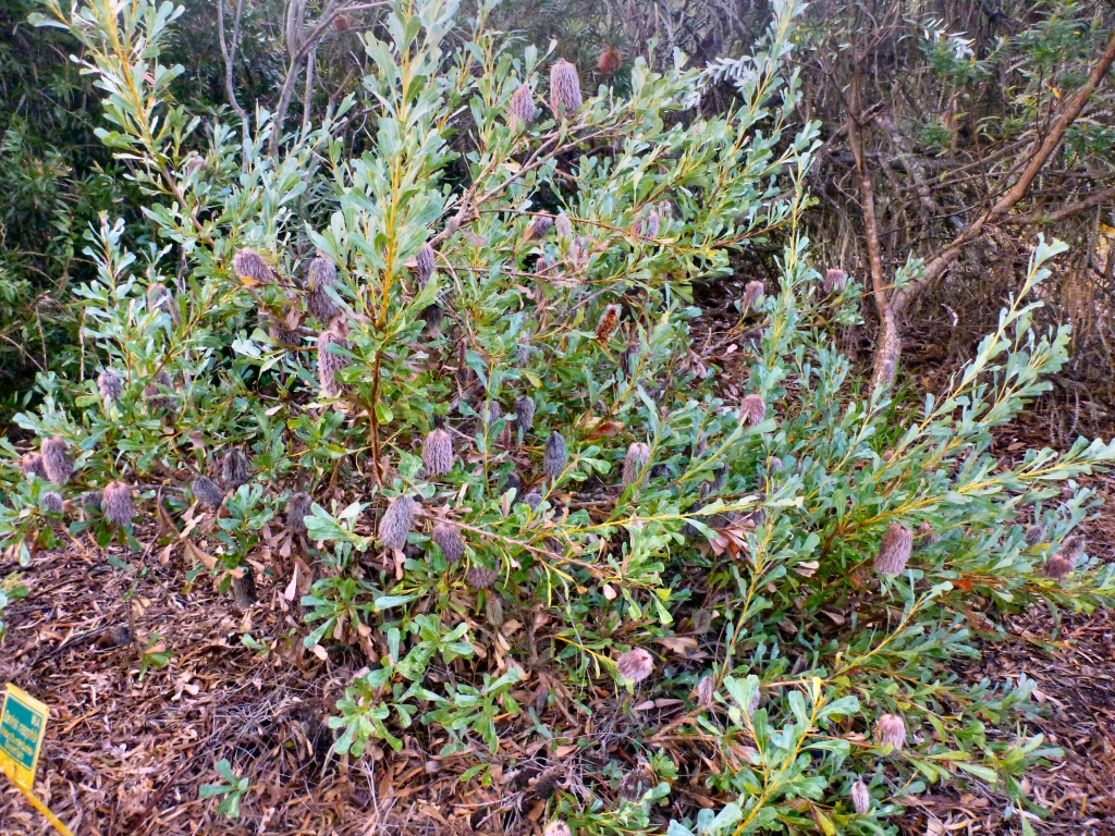 Banksia oreophila - western mountains banksia