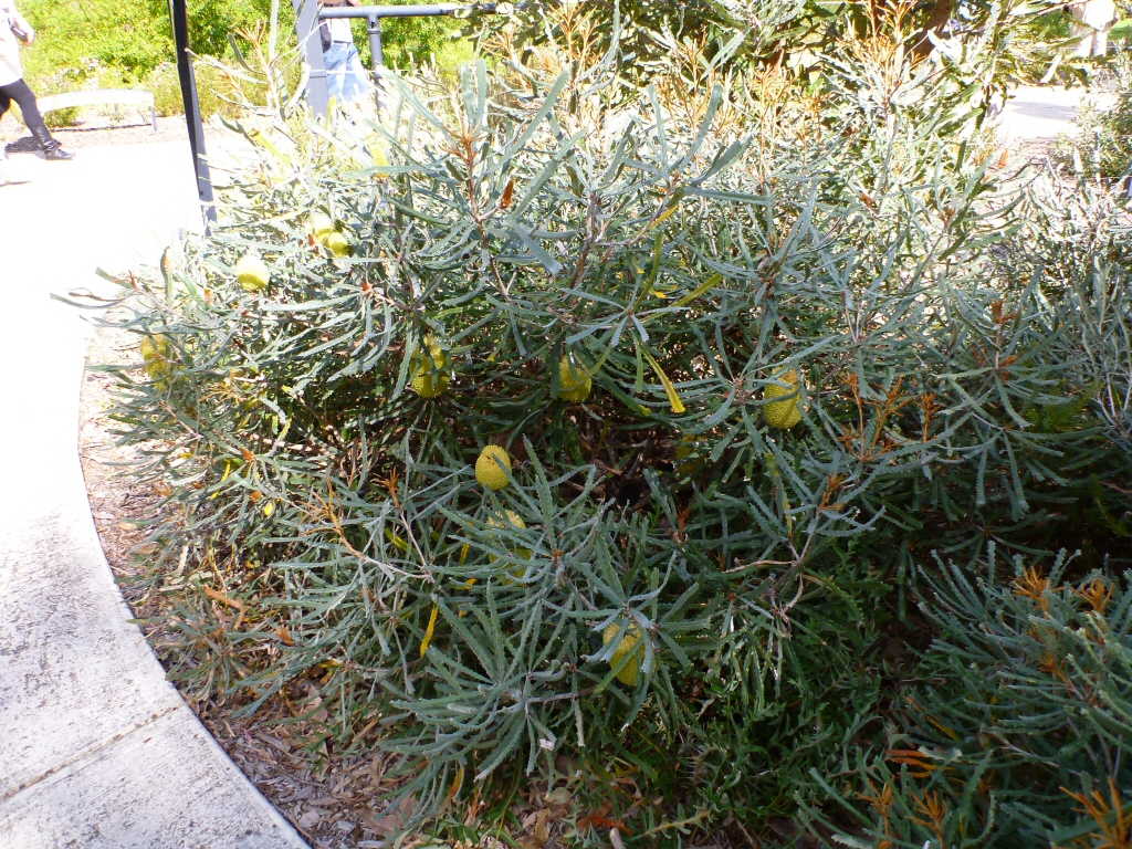 Banksia pilostylis has large yellow flowers