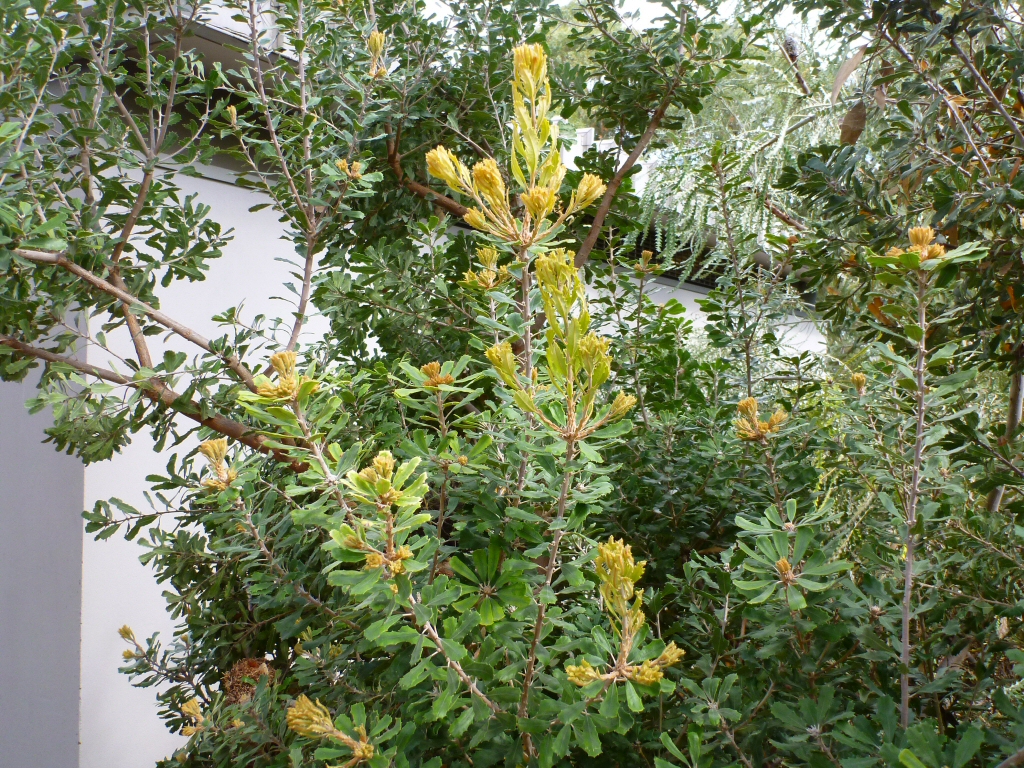 Banksia praemorsa - cut-leaf banksia