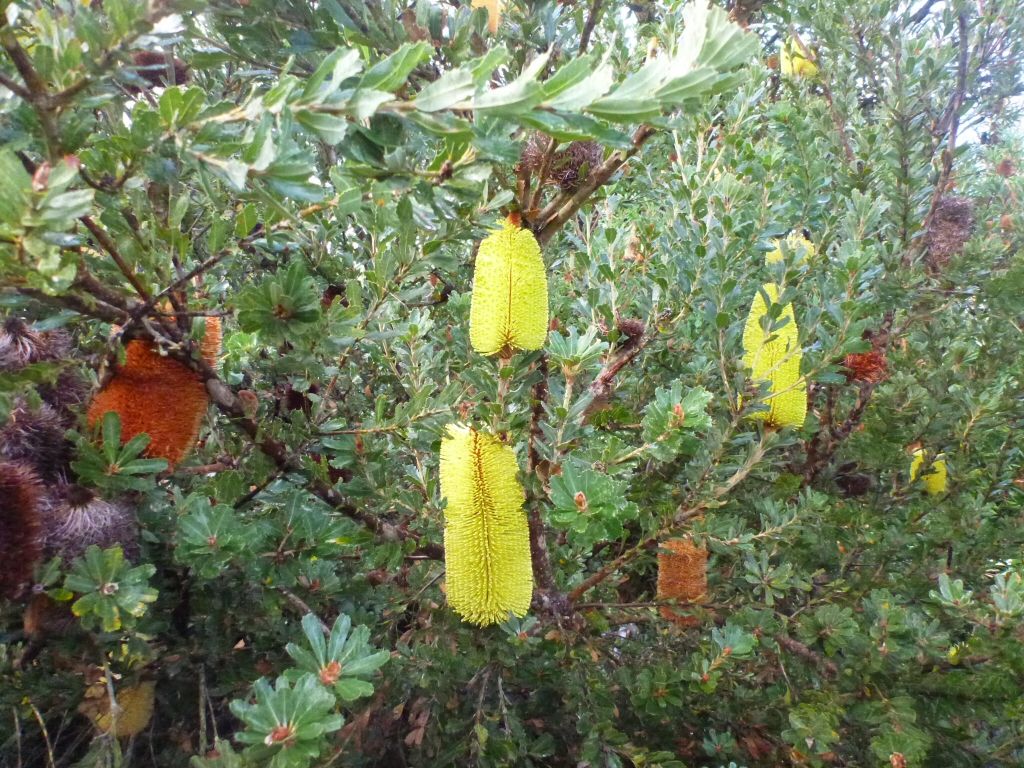 Banksia praemorsa - cut-leaf banksia has attractive folaige and flowers
