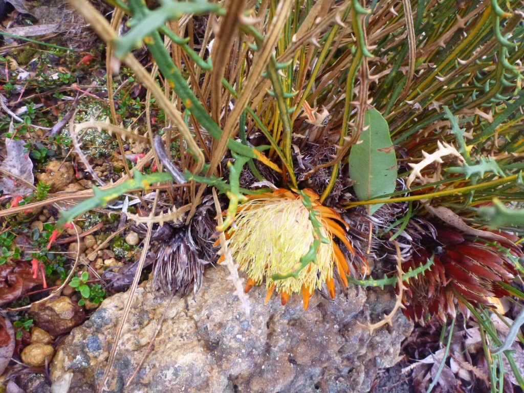 Banksia rufa