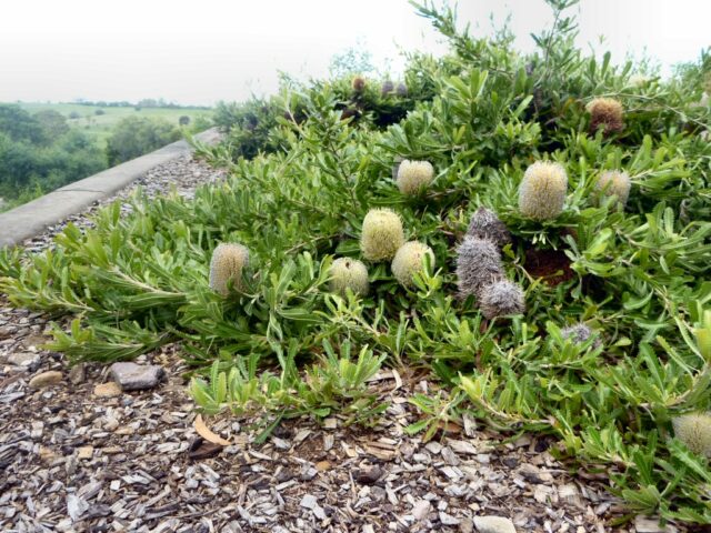 Banksia serrata saw banksia 'Pygmy Possum'