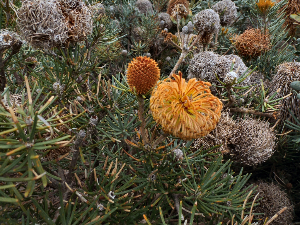 Banksia sphaerocarpa has flowers that look like a little fox