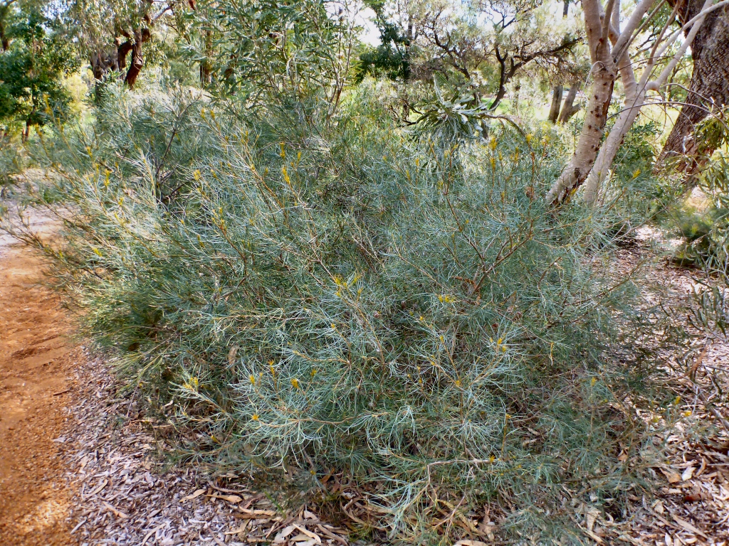 Banksia sphaerocarpa - Fox banksia