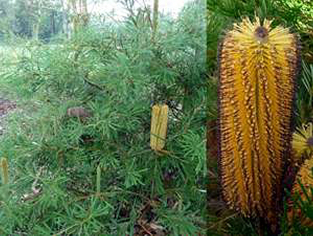 Banksia spinulosa hairpin banksia 'Honey Pots'