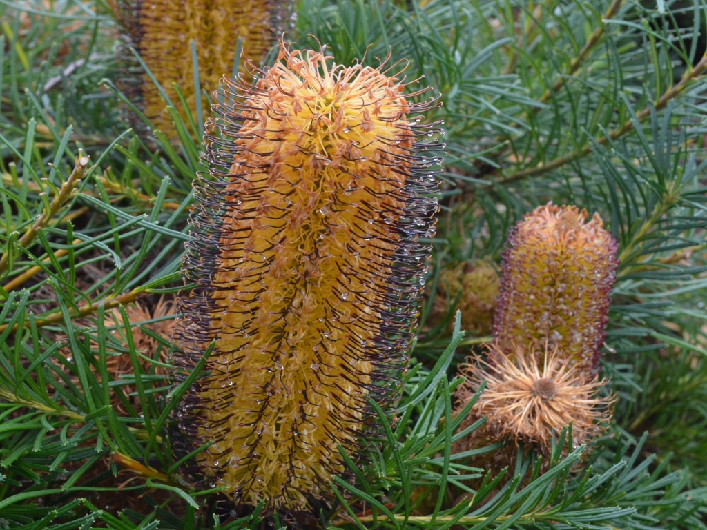 Banksia spinulosa 'Cherry Candles' is a superb low groundcover