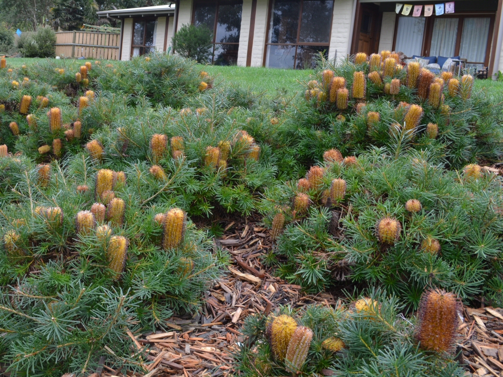 Banksia spinulosa 'Cherry Candles' is a stunning Australian groundcover