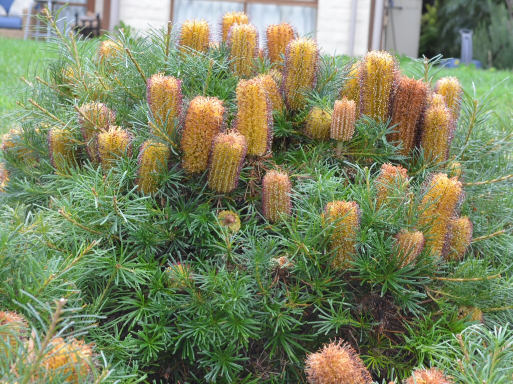 Banksia spinulosa 'Cherry Candles'