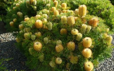 Banksia ‘Birthday Candles’