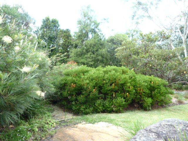 Banksia spinulosa hairpin banksia 'Coastal Cushion'