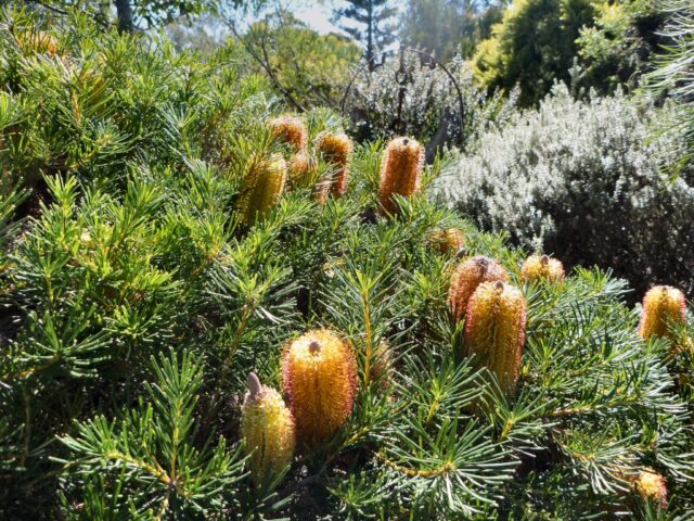 Banksia spinulosa hairpin banksia 'Coastal Cushion'