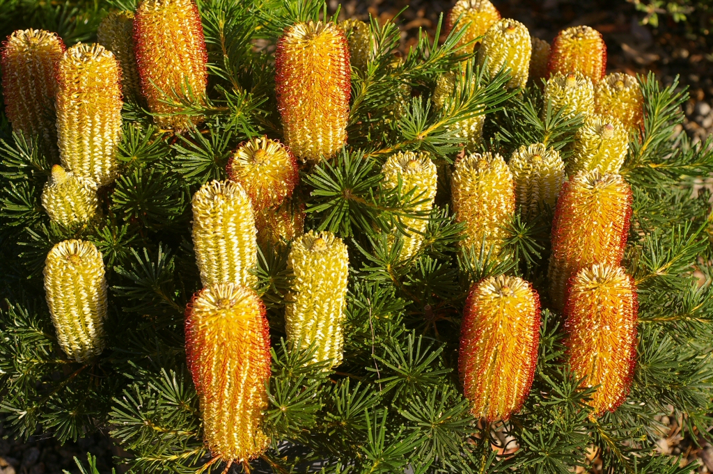Banksia spinulosa hairpin banksia 'Coastal Cushion'