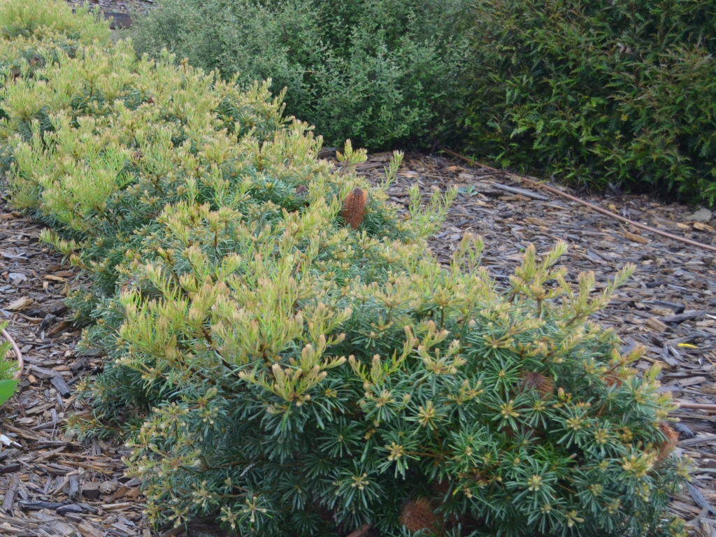 Banksia spinulosa 'Stumpy Gold'