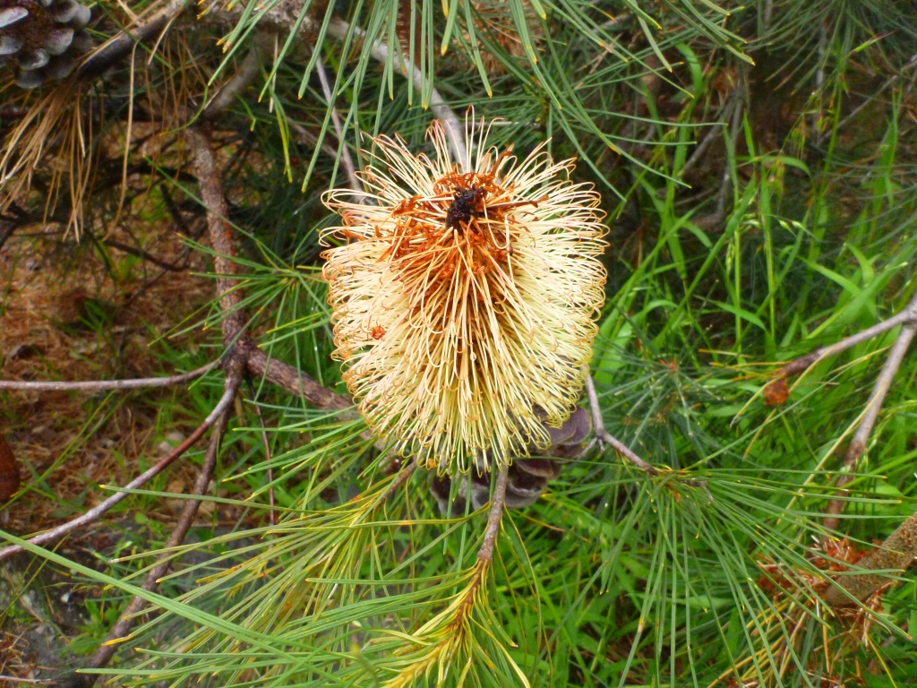 Banksia tricuspis - Lesueur banksia