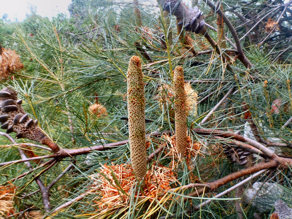 Banksia tricuspis - Lesueur banksia