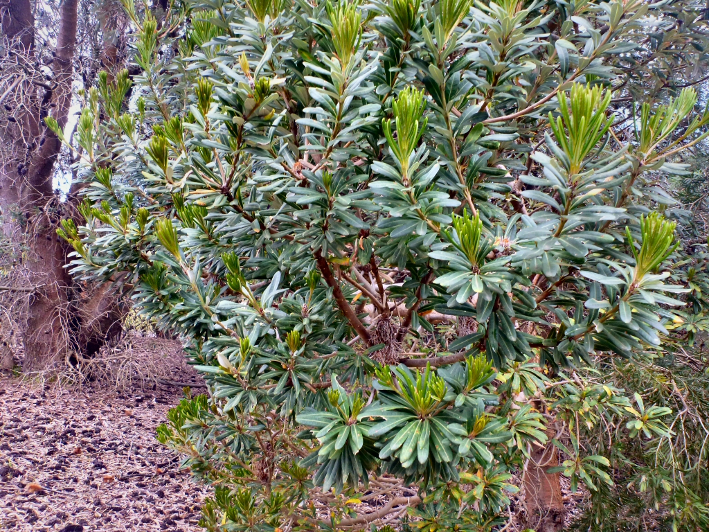 Banksia verticillata - Albany granite banksia