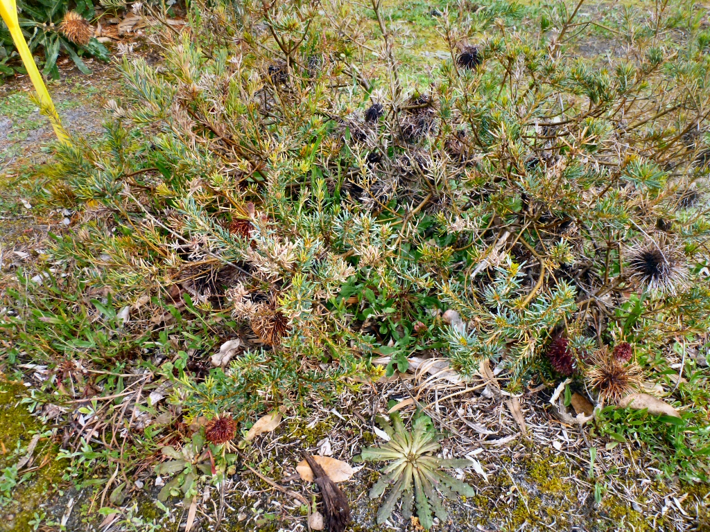 Banksia violacea - violet banksia
