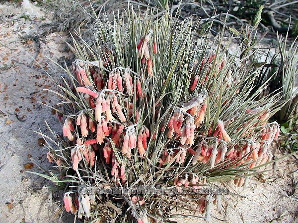 Blancoa canescens is related to kangaroo paws