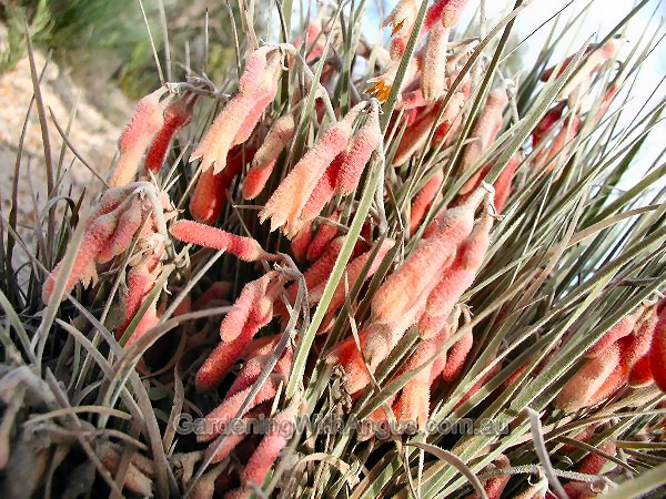 Blancoa canescens - red bugles