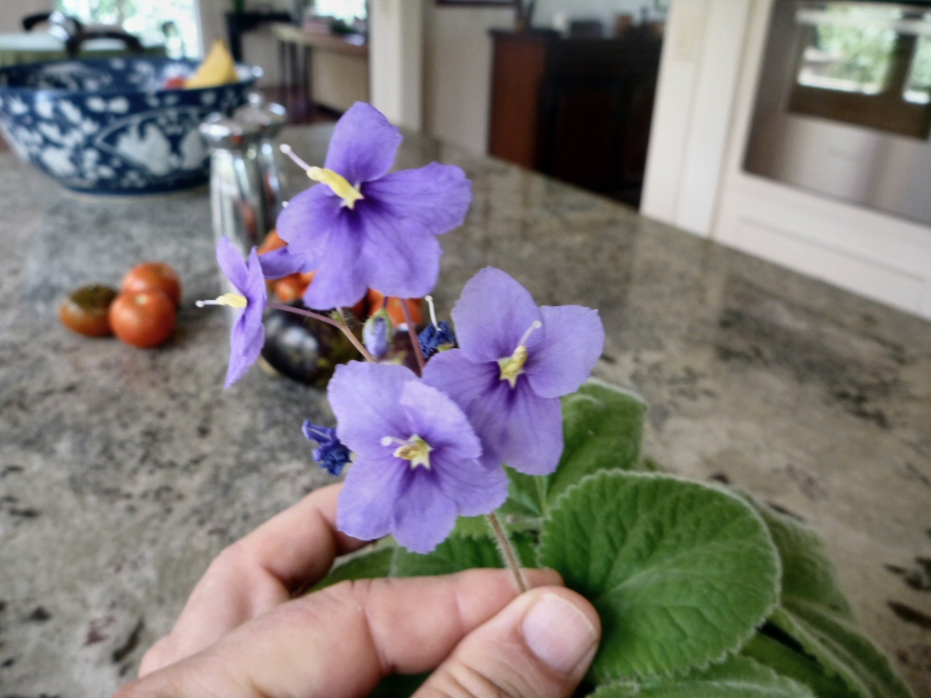 Boea hygroscopica - native violet flower