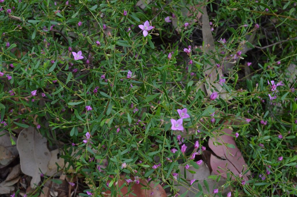 Boronia crenulata - aniseed boronia