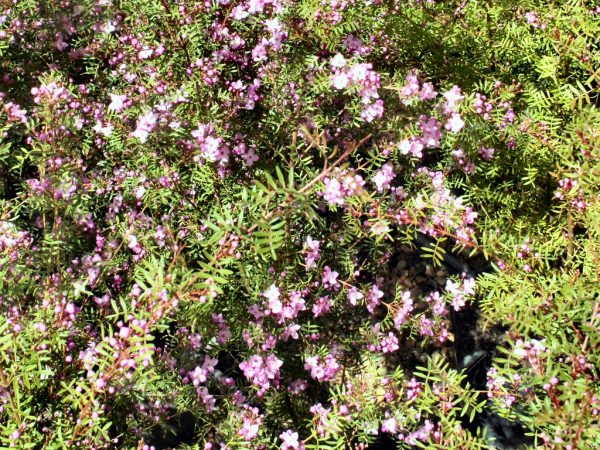 Boronia muelleri ‘Seaside Stars’ | Gardening With Angus