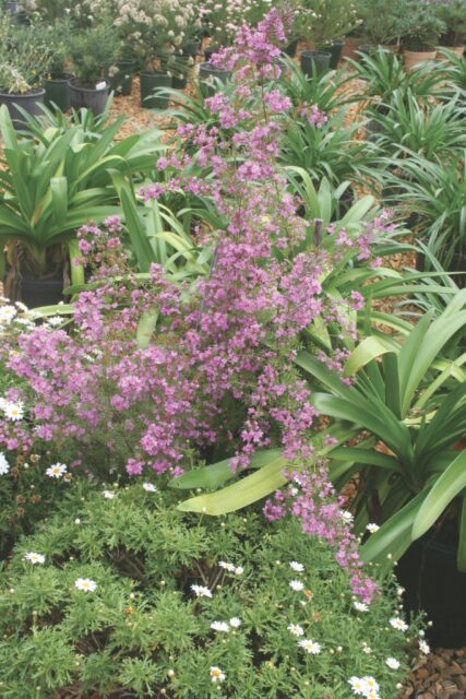 Boronia muelleri 'Seaside Stars'