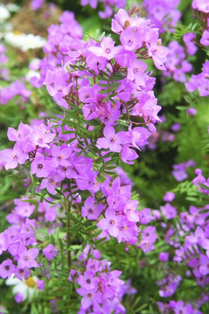 Boronia muelleri 'Seaside Stars'