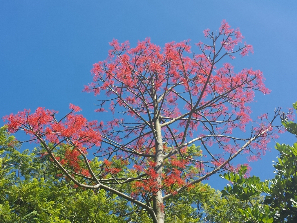 Brachychiton acerifolius - Illawarra flame tree