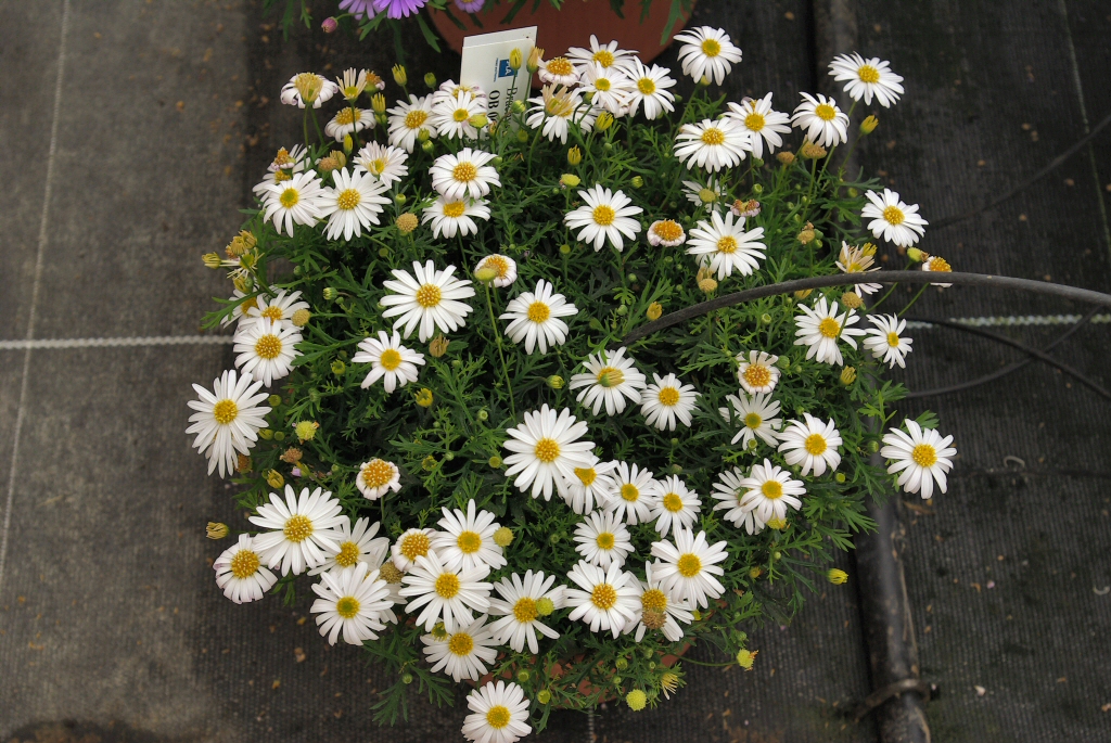 Brachyscome -fan flower 'White Delight'
