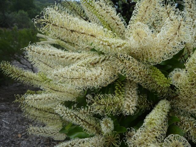 Buckinghamia celsissima - ivory-curl tree