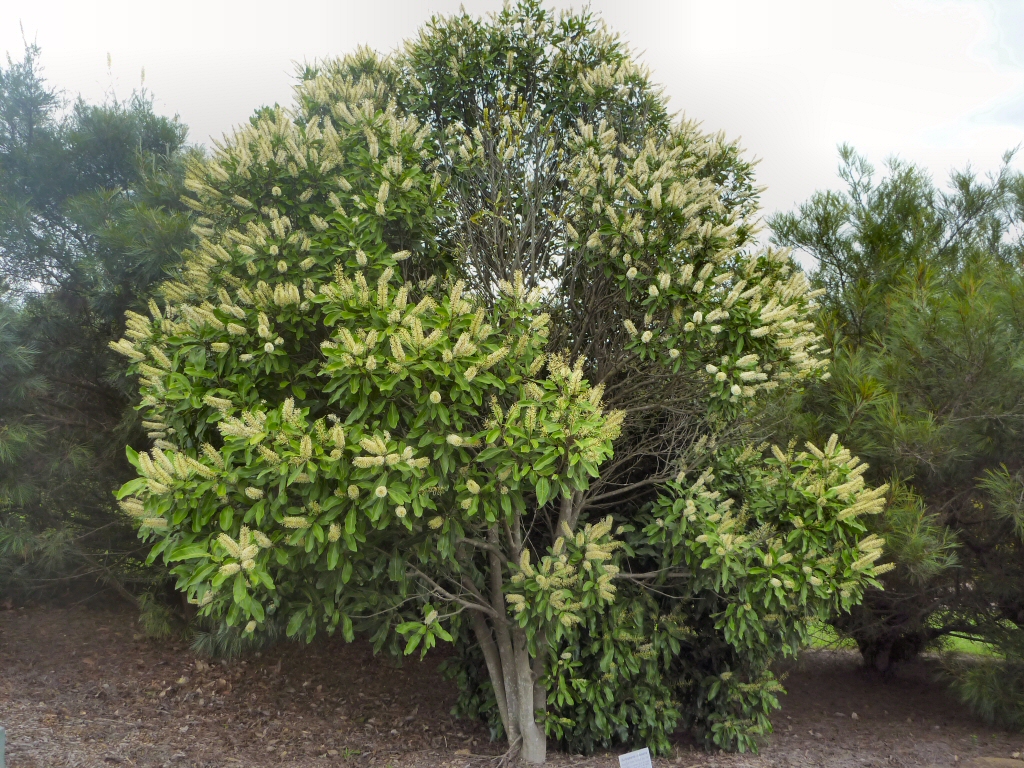 Buckinghamia celsissima - ivory-curl tree