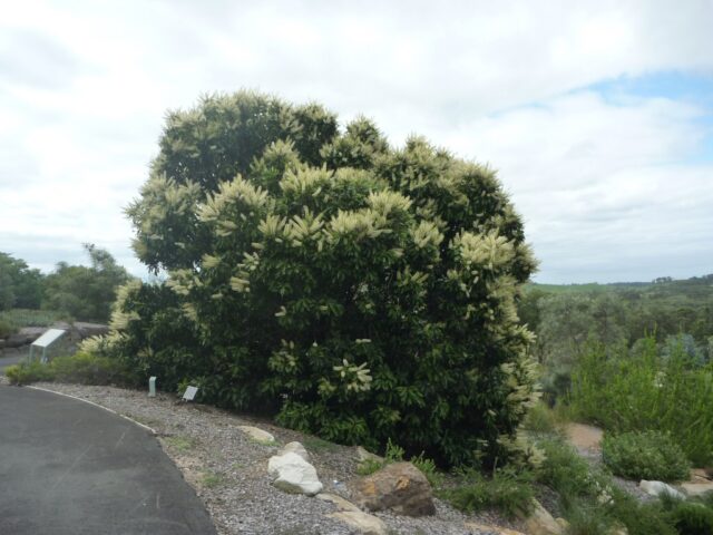 Buckinghamia celsissima – Ivory Curl Tree | Gardening With Angus