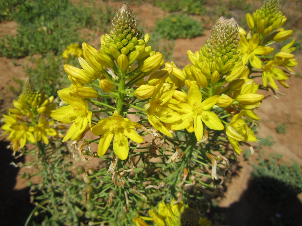 Bulbine bulbosa - native leek is a decorative bush tucker food plant