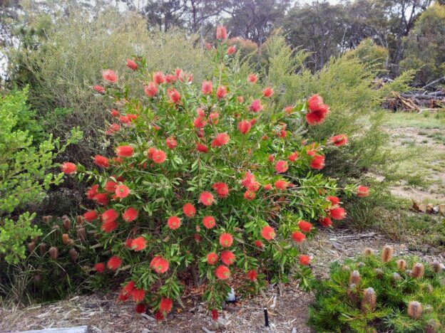 Callistemon citrinus ‘Endeavour’ – Bottlebrush | Gardening With Angus