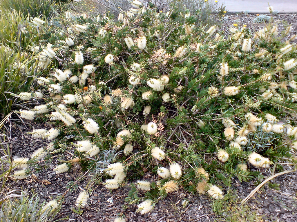 Callistemon citrinus bottlebrush 'White Anzac'