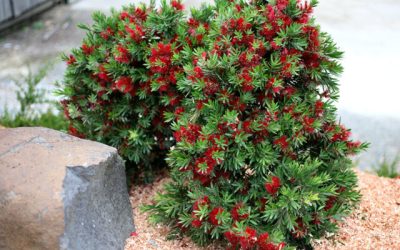 When and how to feed Australian Native Plants