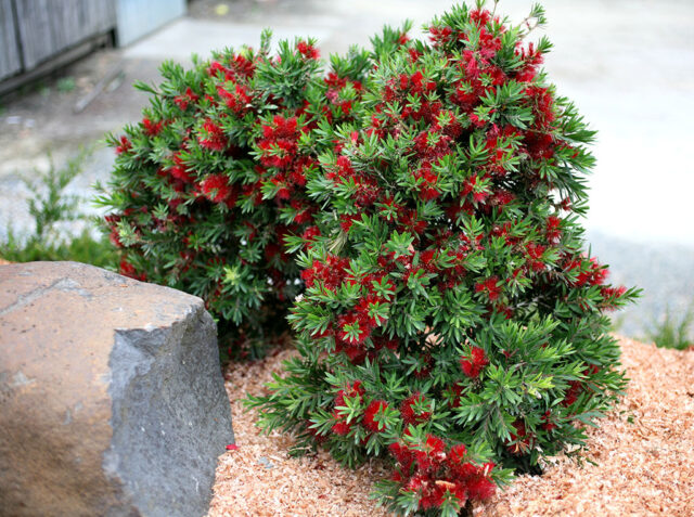 Callistemon 'Green Envy'