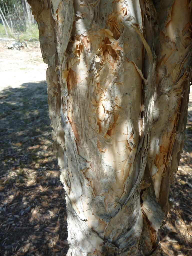 Callistemon salignus - bottlebrush papery trunk